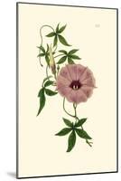 Morning Glory I-Van Houtt-Mounted Art Print