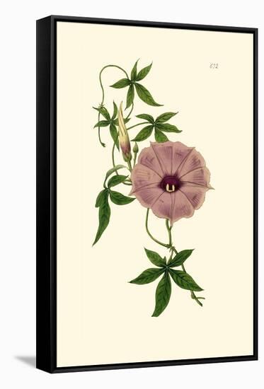 Morning Glory I-Van Houtt-Framed Stretched Canvas