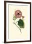 Morning Glory II-Van Houtt-Framed Art Print