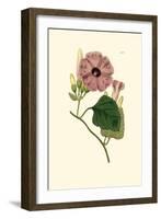 Morning Glory II-Van Houtt-Framed Art Print