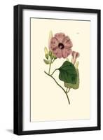 Morning Glory II-Van Houtt-Framed Art Print