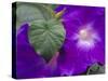 Morning Glory Vine, Maui, Hawaii, USA-Julie Eggers-Stretched Canvas