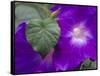 Morning Glory Vine, Maui, Hawaii, USA-Julie Eggers-Framed Stretched Canvas