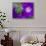 Morning Glory Vine, Maui, Hawaii, USA-Julie Eggers-Stretched Canvas displayed on a wall