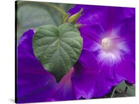 Morning Glory Vine, Maui, Hawaii, USA-Julie Eggers-Stretched Canvas