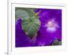 Morning Glory Vine, Maui, Hawaii, USA-Julie Eggers-Framed Photographic Print