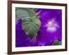 Morning Glory Vine, Maui, Hawaii, USA-Julie Eggers-Framed Photographic Print