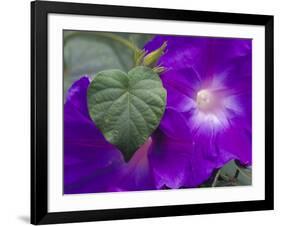 Morning Glory Vine, Maui, Hawaii, USA-Julie Eggers-Framed Photographic Print