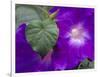 Morning Glory Vine, Maui, Hawaii, USA-Julie Eggers-Framed Photographic Print