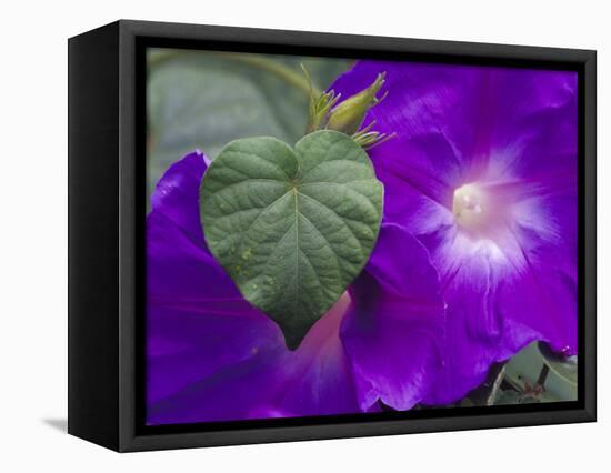 Morning Glory Vine, Maui, Hawaii, USA-Julie Eggers-Framed Stretched Canvas