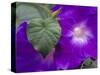 Morning Glory Vine, Maui, Hawaii, USA-Julie Eggers-Stretched Canvas