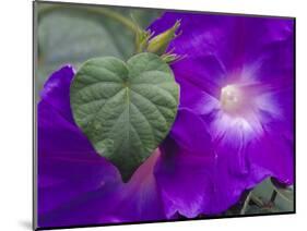 Morning Glory Vine, Maui, Hawaii, USA-Julie Eggers-Mounted Photographic Print