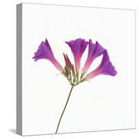 Morning Glory-DLILLC-Stretched Canvas