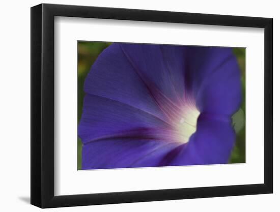 Morning Glory-Anna Miller-Framed Photographic Print