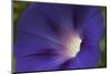 Morning Glory-Anna Miller-Mounted Photographic Print