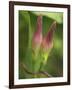 Morning Glory-Anna Miller-Framed Photographic Print