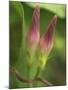 Morning Glory-Anna Miller-Mounted Photographic Print