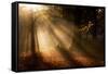 Morning Glory-Craig Roberts-Framed Stretched Canvas