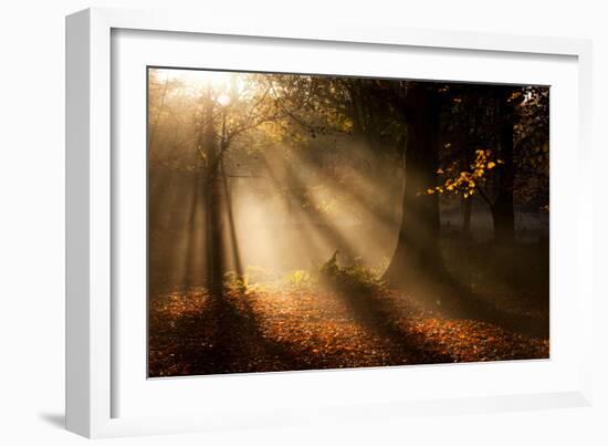 Morning Glory-Craig Roberts-Framed Photographic Print