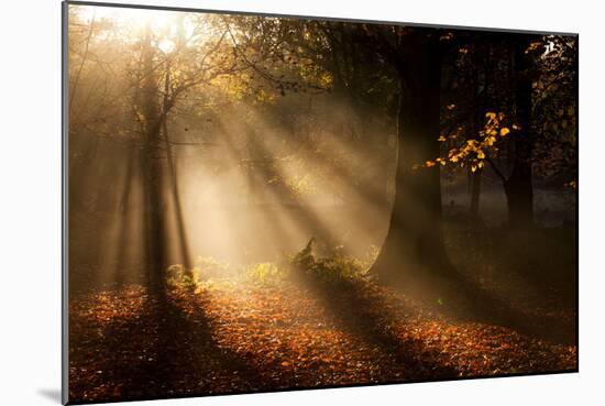 Morning Glory-Craig Roberts-Mounted Photographic Print