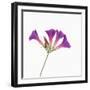 Morning Glory-DLILLC-Framed Photographic Print