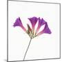 Morning Glory-DLILLC-Mounted Photographic Print