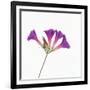 Morning Glory-DLILLC-Framed Photographic Print