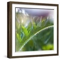 Morning glory-Valda Bailey-Framed Photographic Print