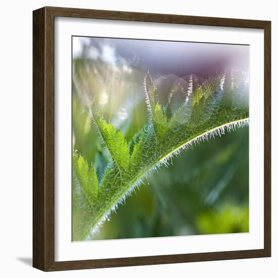 Morning glory-Valda Bailey-Framed Photographic Print