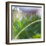 Morning glory-Valda Bailey-Framed Photographic Print