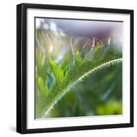 Morning glory-Valda Bailey-Framed Photographic Print