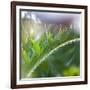 Morning glory-Valda Bailey-Framed Photographic Print