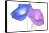 Morning Glory-_Vilor-Framed Stretched Canvas