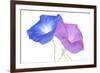 Morning Glory-_Vilor-Framed Art Print