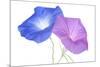 Morning Glory-_Vilor-Mounted Art Print