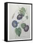 Morning Glory-Pierre-Joseph Redoute-Framed Stretched Canvas