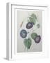 Morning Glory-Pierre-Joseph Redoute-Framed Art Print