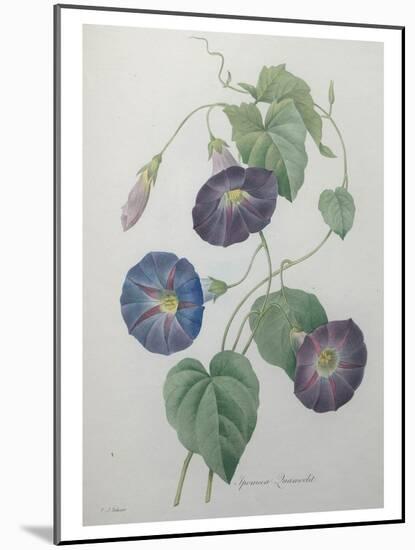 Morning Glory-Pierre-Joseph Redoute-Mounted Art Print