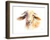 Morning Goat-Lanie Loreth-Framed Art Print