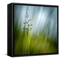 Morning Grass-Ursula Abresch-Framed Stretched Canvas