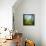 Morning Grass-Ursula Abresch-Framed Stretched Canvas displayed on a wall