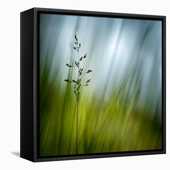 Morning Grass-Ursula Abresch-Framed Stretched Canvas