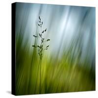 Morning Grass-Ursula Abresch-Stretched Canvas