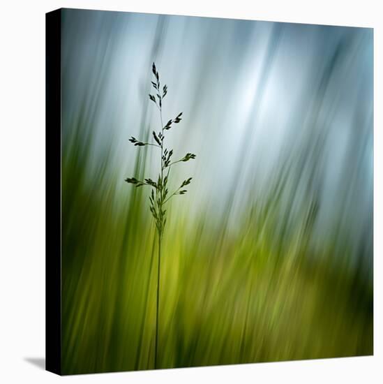 Morning Grass-Ursula Abresch-Stretched Canvas