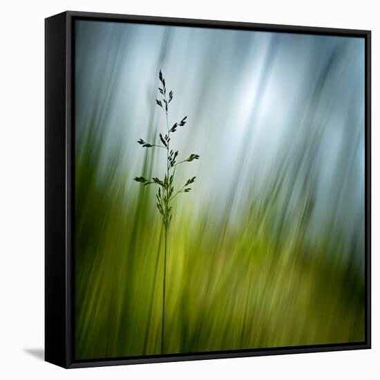 Morning Grass-Ursula Abresch-Framed Stretched Canvas