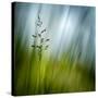 Morning Grass-Ursula Abresch-Stretched Canvas