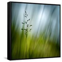 Morning Grass-Ursula Abresch-Framed Stretched Canvas