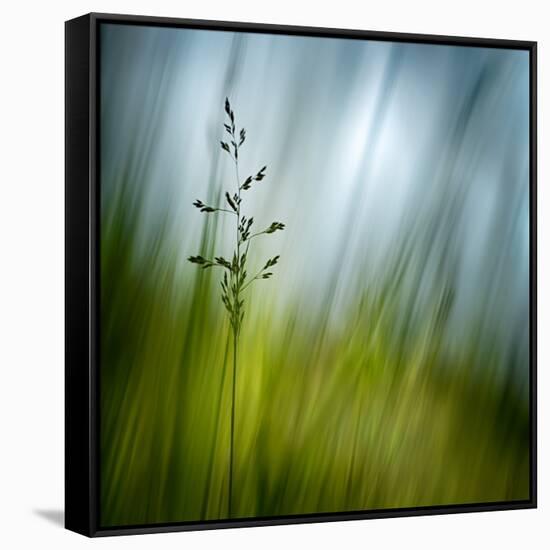 Morning Grass-Ursula Abresch-Framed Stretched Canvas