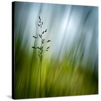 Morning Grass-Ursula Abresch-Stretched Canvas