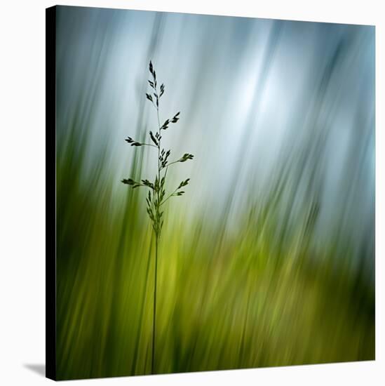 Morning Grass-Ursula Abresch-Stretched Canvas